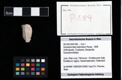 Foto (Objekt + Etikett) von Goniodromites bidentatus (Reuss, 1858)  (NHMW-GEO-2014-0194-0189)